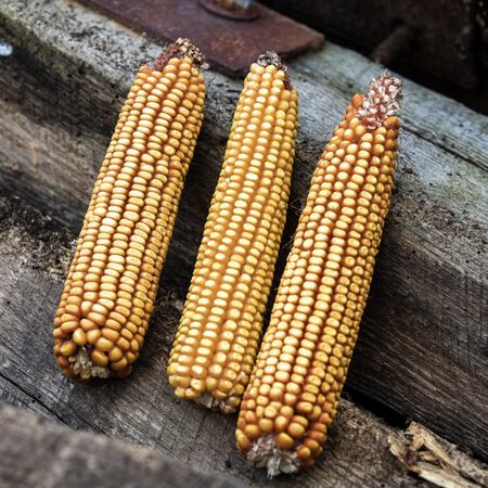 MInnesota 13, Corn Seed - 5 Pounds image number null